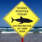 Police say surfer ‘taken by shark’ in Western Australia | Wildlife News