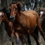 Wild horses help prevent wildfires in Spain | Wildlife News