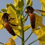 Climate crisis threatens Pakistan’s bees and honey trade | Climate Crisis News