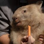 Australia reviews visa of US influencer filmed picking up wombat | Environment News