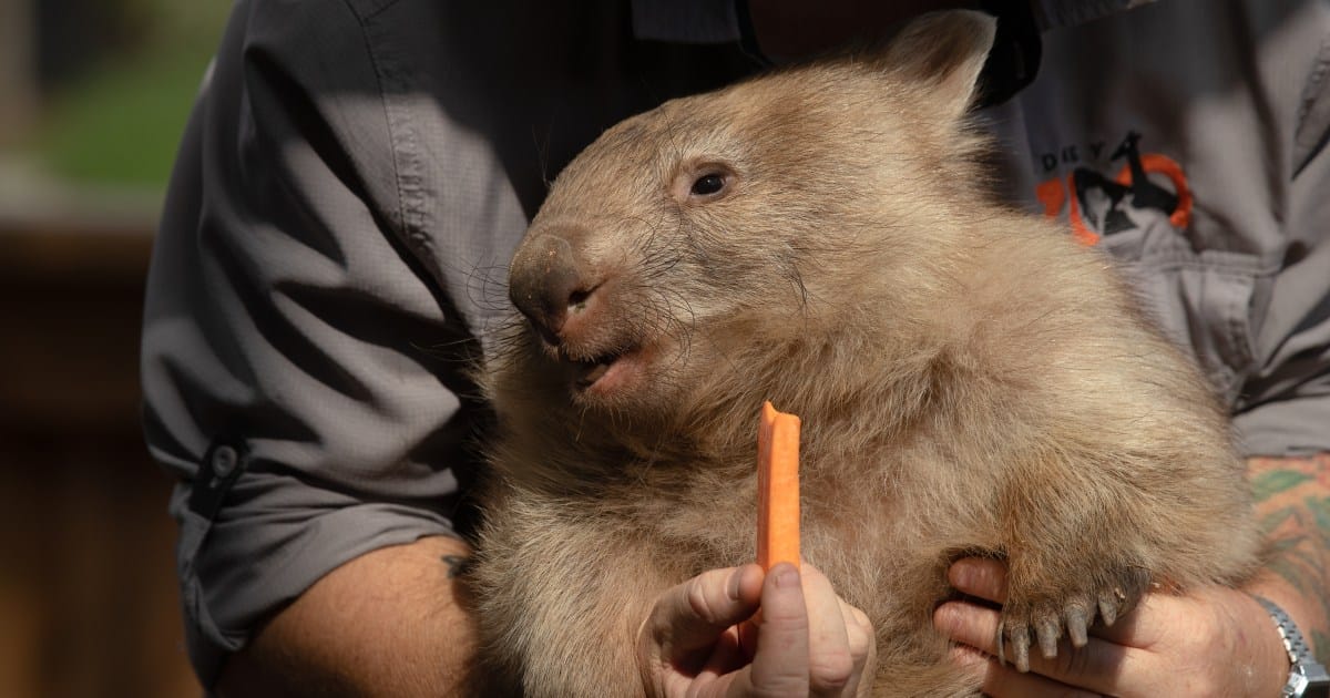 Australia reviews visa of US influencer filmed picking up wombat | Environment News