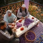 Kashmir’s famed saffron faces devastating new terror: Porcupines | Agriculture