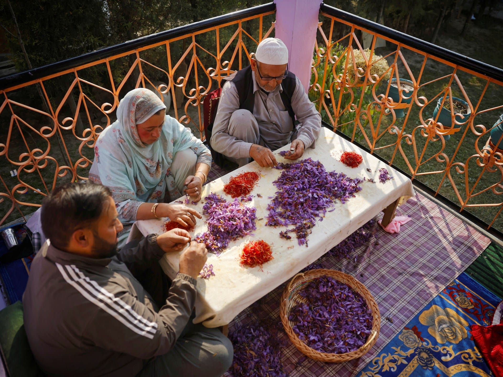 Kashmir’s famed saffron faces devastating new terror: Porcupines | Agriculture