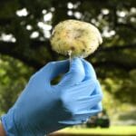 Australia opens mushroom murder trial | Crime News