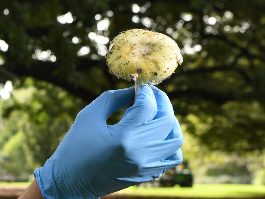 Australia opens mushroom murder trial | Crime News
