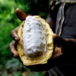 Bitter truth: Why has chocolate become so expensive? | Food News