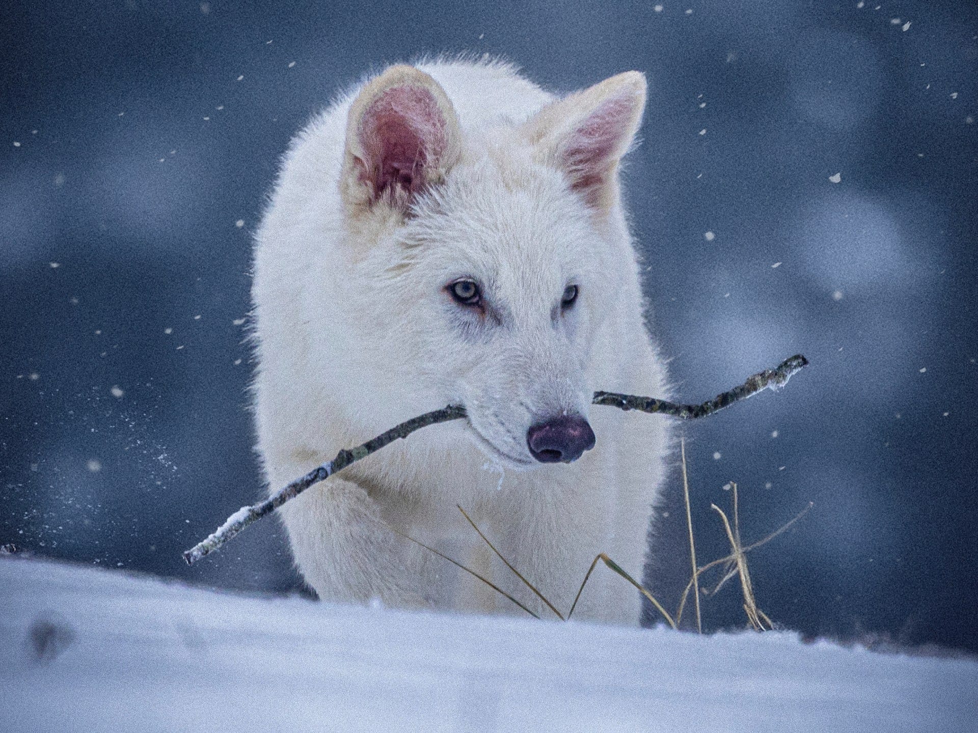Has the dire wolf come back to life? Here is what we know | Science and Technology News Has the dire wolf come back to life? Here is what we know | Science and Technology News